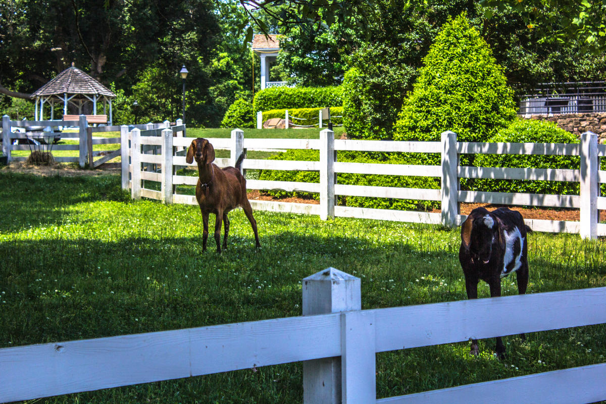 The evolving landscape of East Raleigh, a fusion of historic charm and cultural growth.